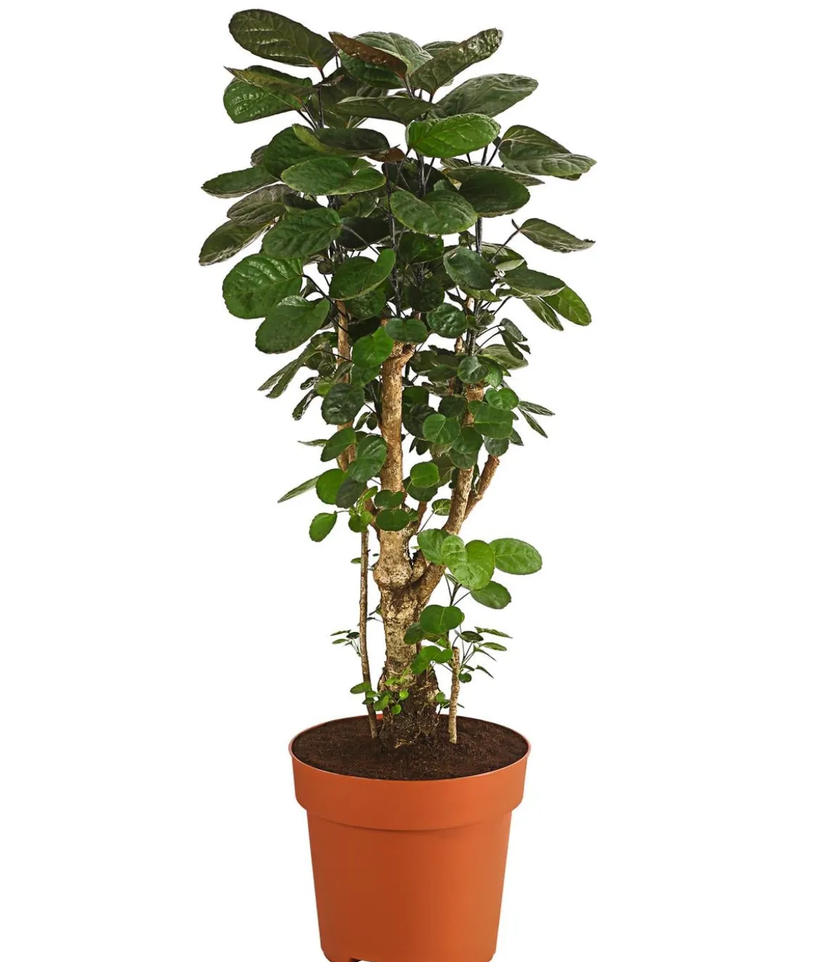 Glänzende Fiederaralie - Polyscias scutellaria 'Fabian'