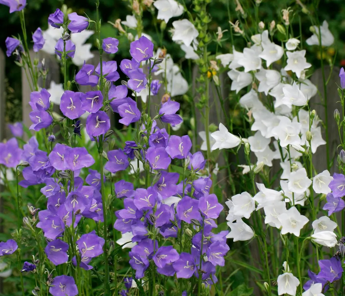 Glockenblume 'Takion', verschiedene Farben