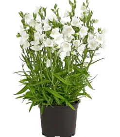 Glockenblume 'Takion', verschiedene Farben