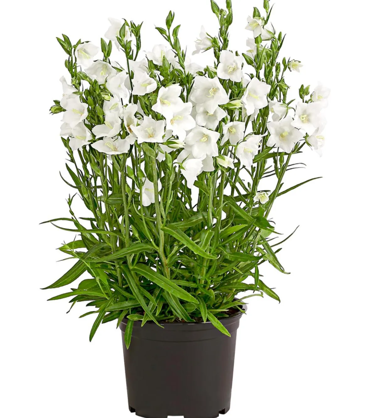 Glockenblume 'Takion', verschiedene Farben
