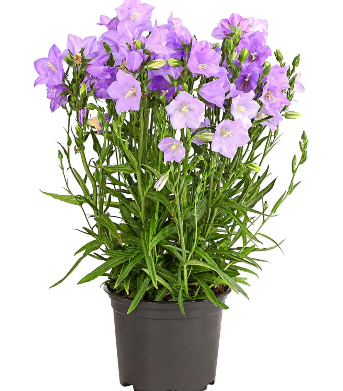 Glockenblume 'Takion', verschiedene Farben