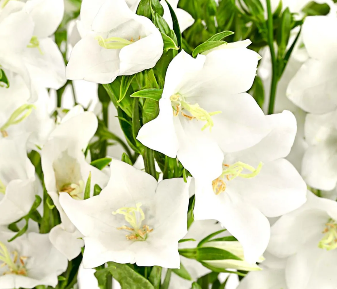 Glockenblume 'Takion', verschiedene Farben