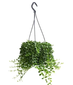 Glocken-Kalanchoe - Kalanchoe manginii, Ampel