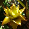 Goldene Lotusbanane - Musella lasiocarpa
