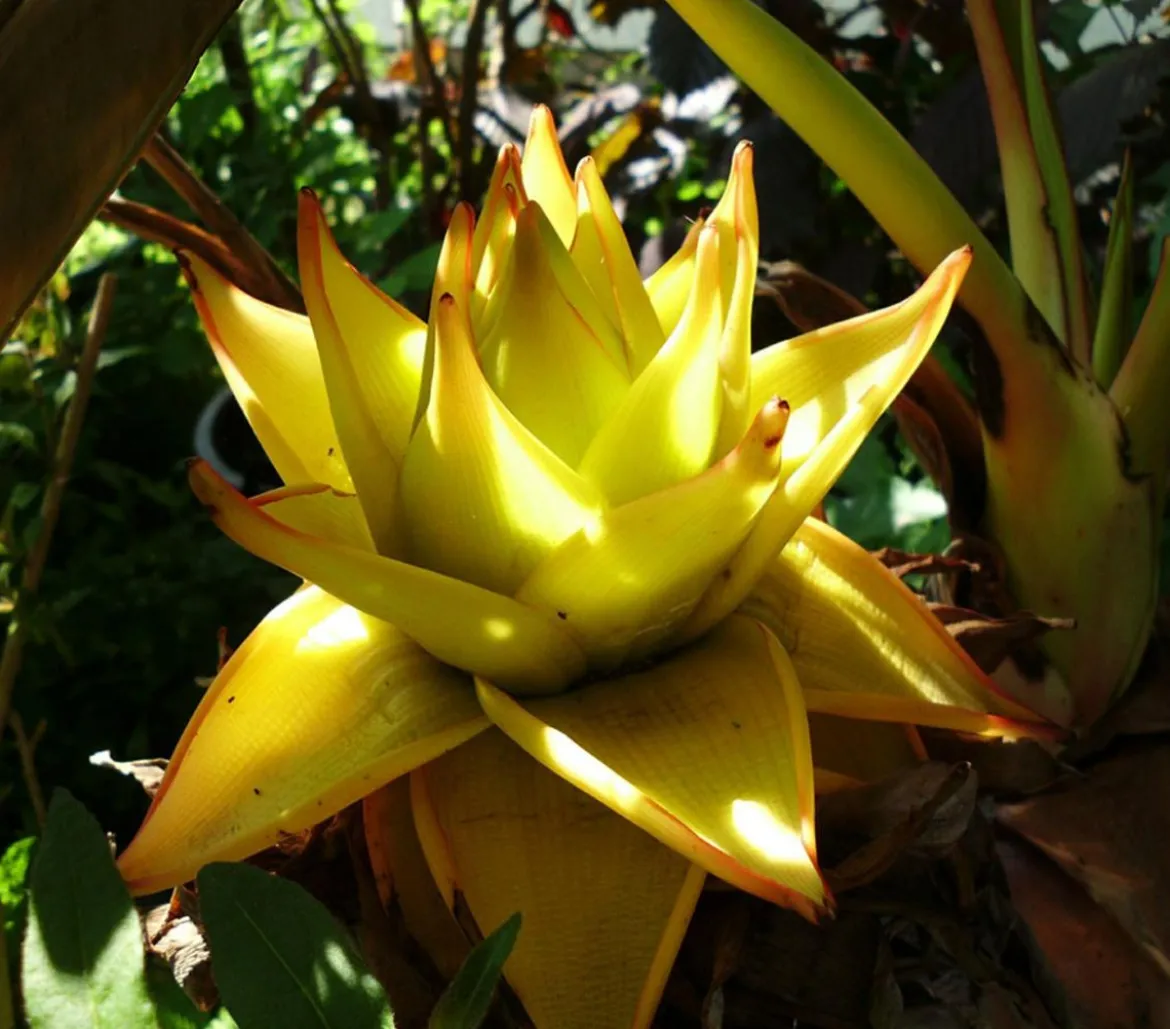 Goldene Lotusbanane - Musella lasiocarpa