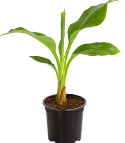 Goldene Lotusbanane - Musella lasiocarpa
