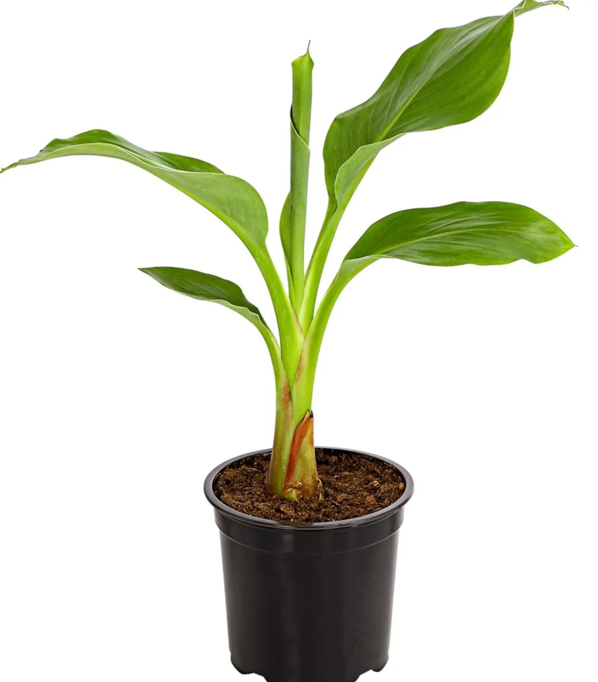 Goldene Lotusbanane - Musella lasiocarpa