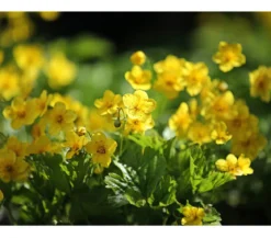 Golderdbeere, 6er-Schale