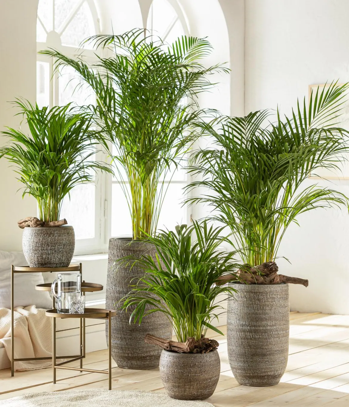Goldfruchtpalme - Dypsis lutescens