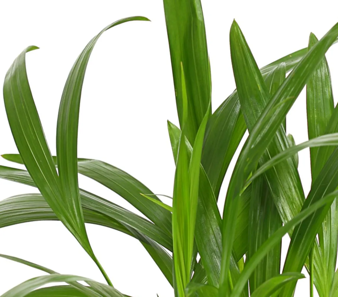 Goldfruchtpalme - Dypsis lutescens