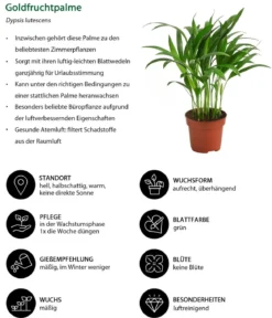 Goldfruchtpalme - Dypsis lutescens