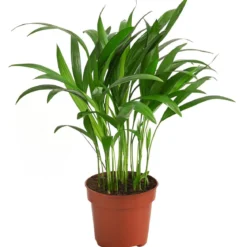Goldfruchtpalme - Dypsis lutescens