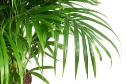 Goldfruchtpalme - Dypsis lutescens, Hydrokultur