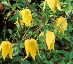 Gold-Waldrebe - Clematis, gelb