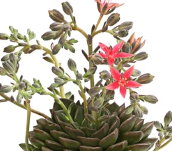 Graptopetalum - Graptopetalum tacitus