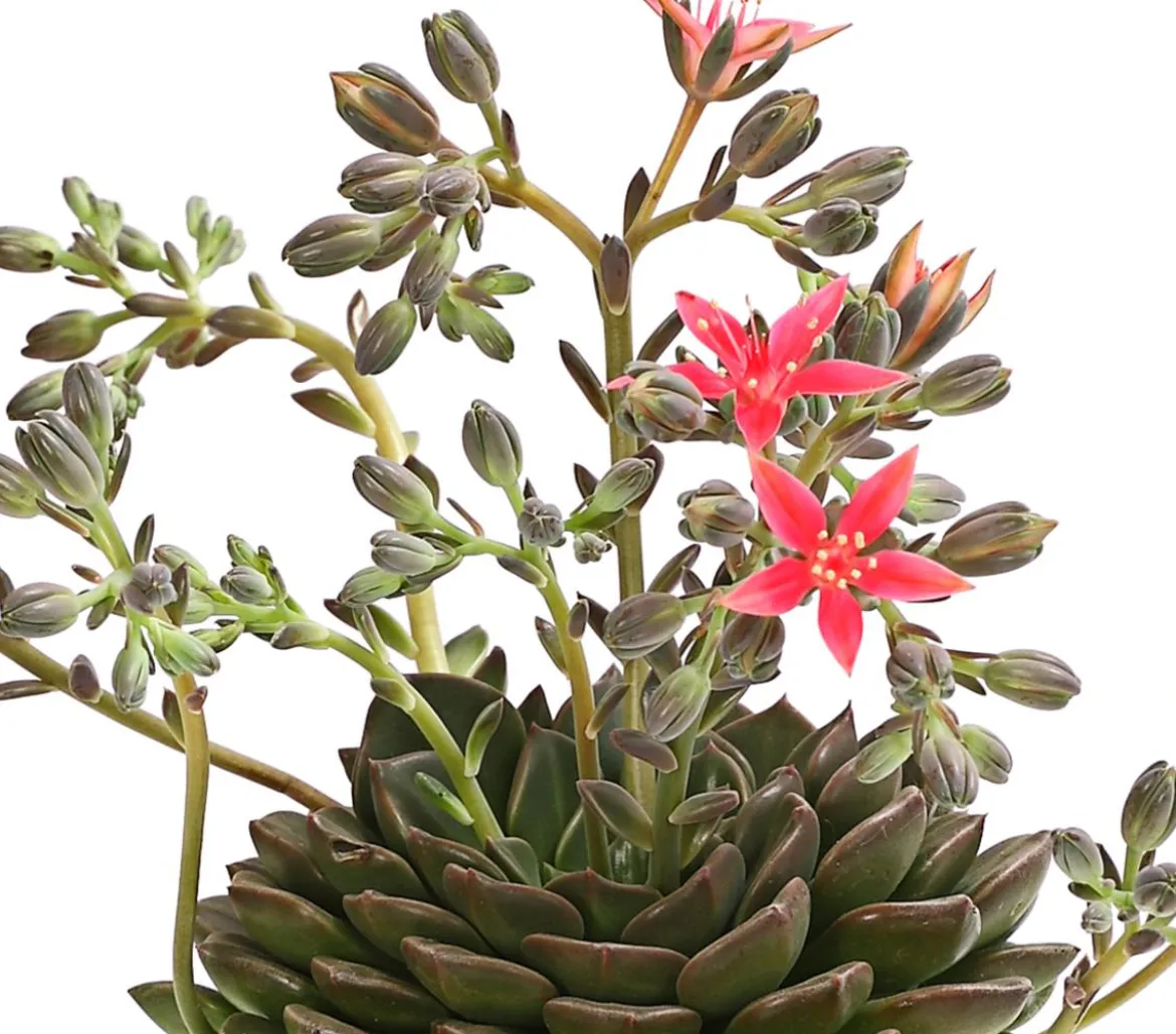 Graptopetalum - Graptopetalum tacitus