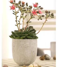 Graptopetalum - Graptopetalum tacitus