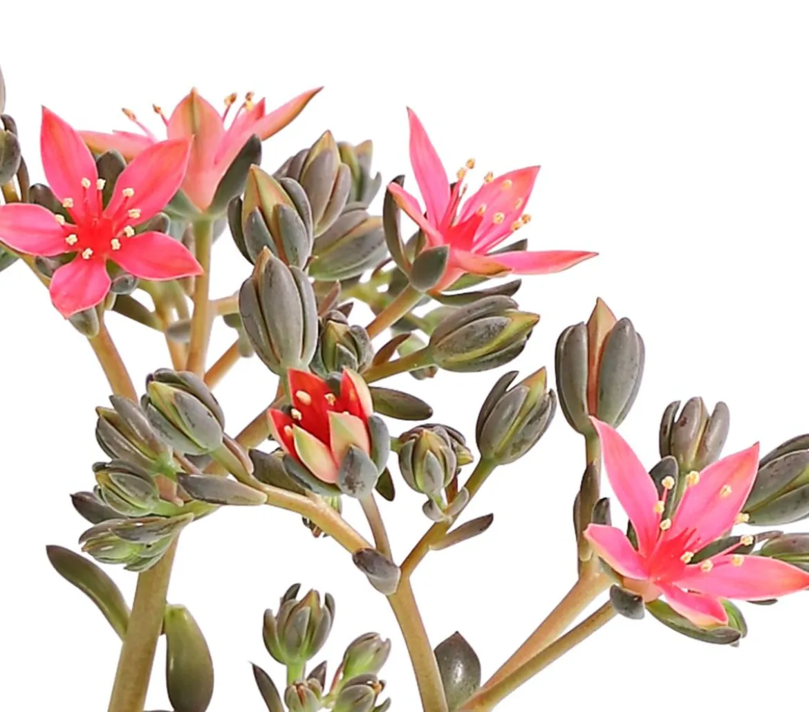 Graptopetalum - Graptopetalum tacitus