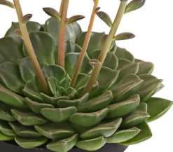 Graptopetalum - Graptopetalum tacitus