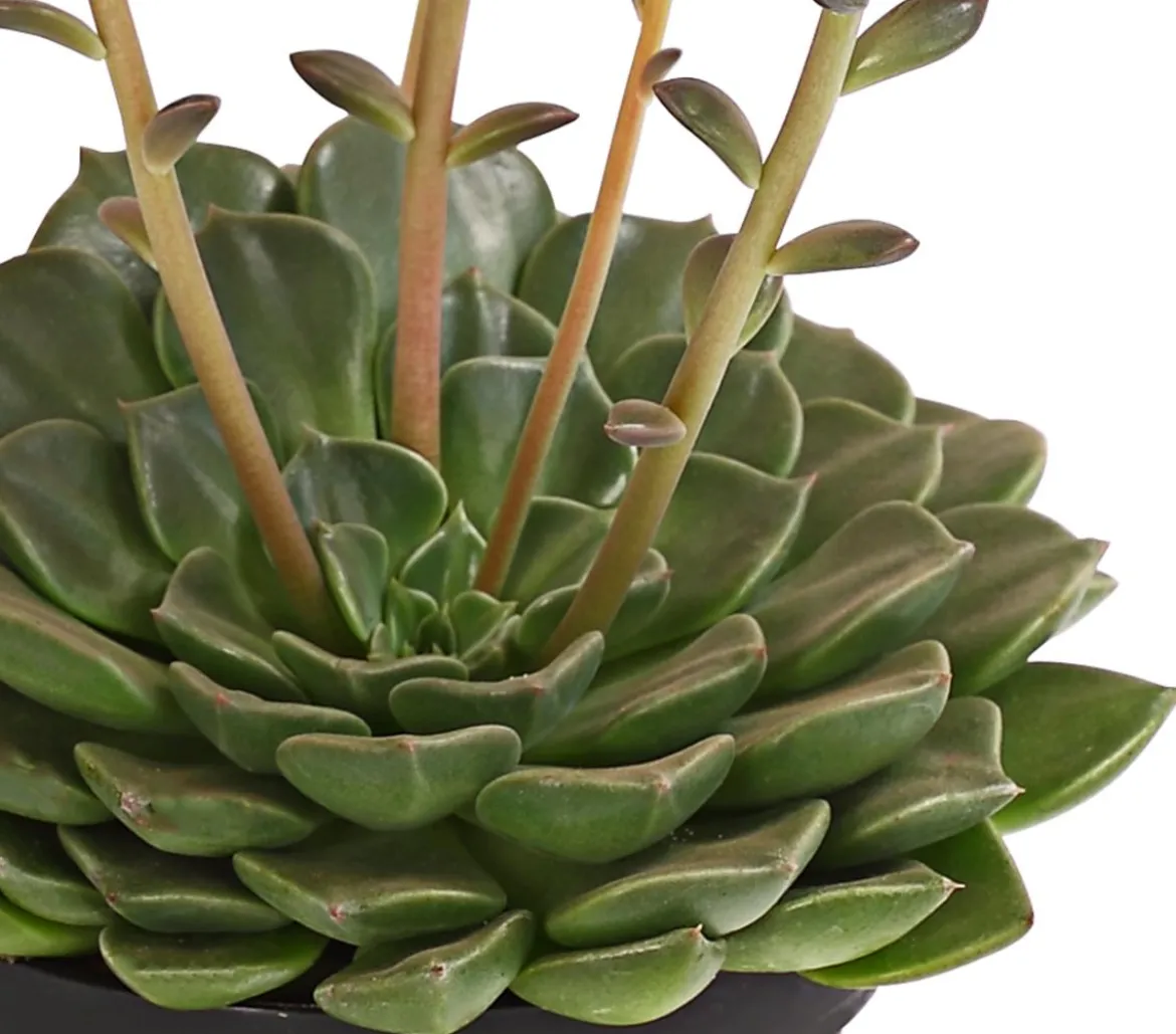 Graptopetalum - Graptopetalum tacitus