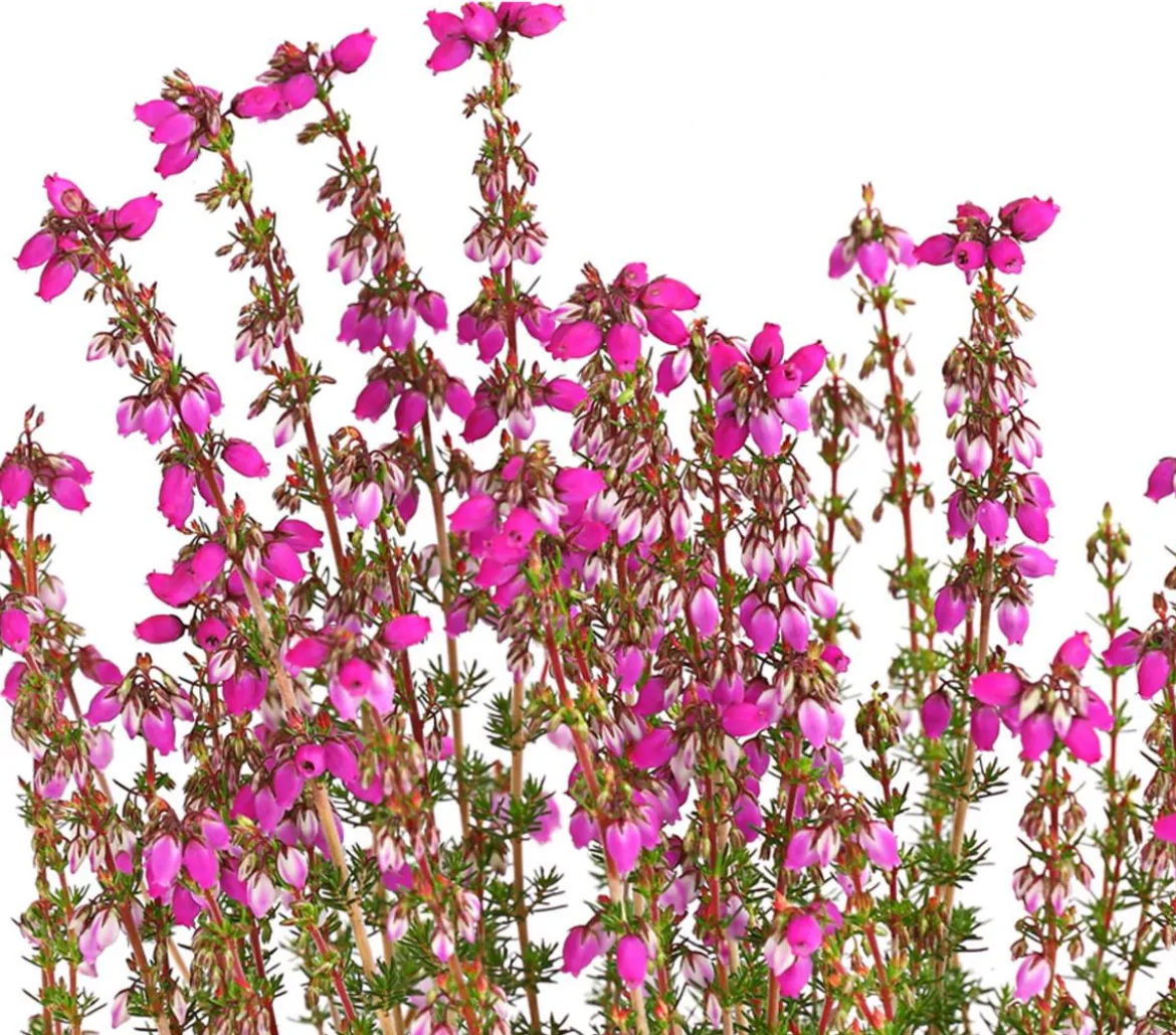 Graue Glockenheide, verschiedene Farben