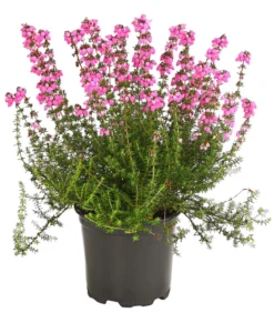 Graue Glockenheide, verschiedene Farben