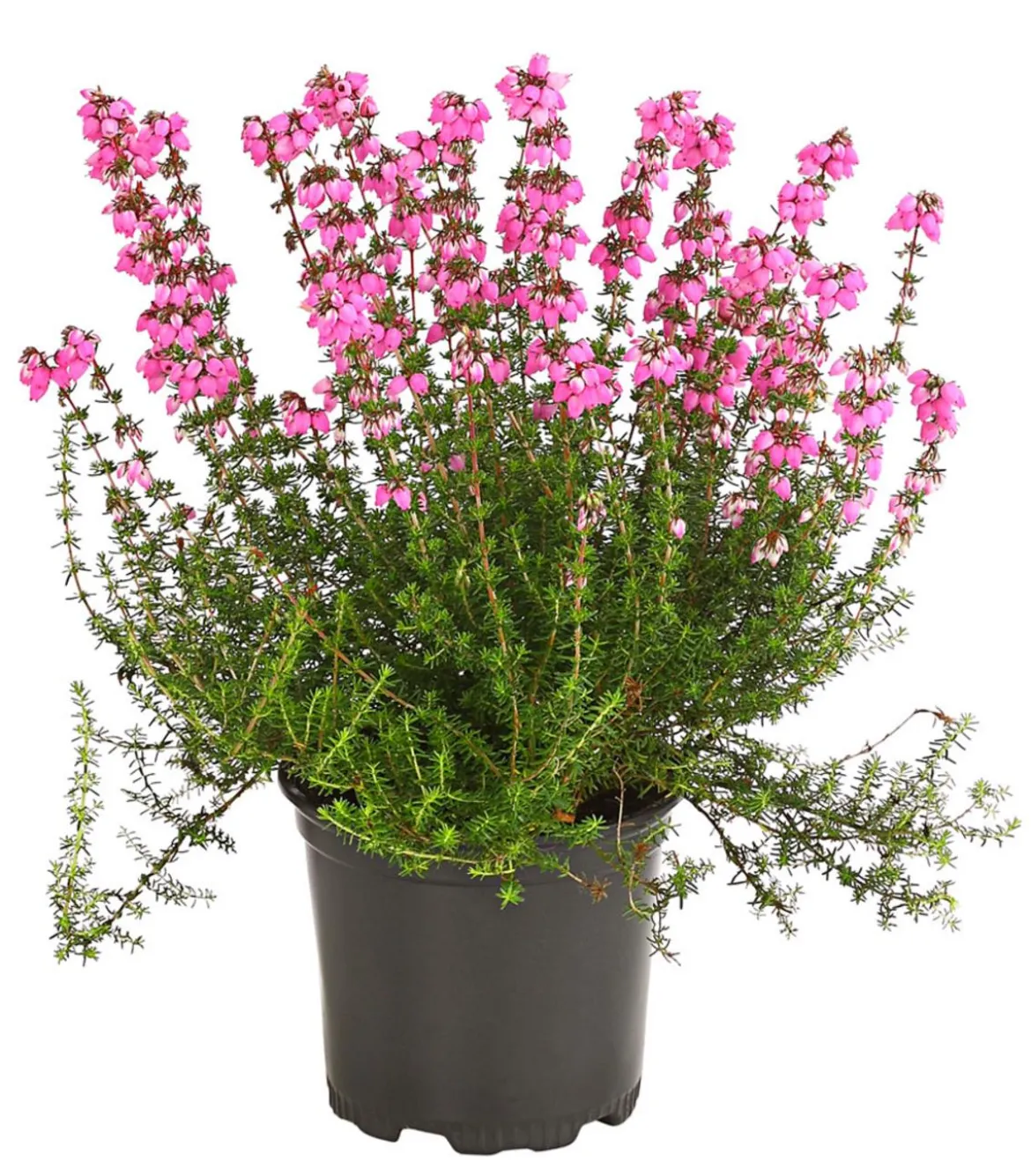 Graue Glockenheide, verschiedene Farben