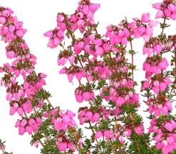 Graue Glockenheide, verschiedene Farben
