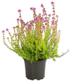Graue Glockenheide, verschiedene Farben