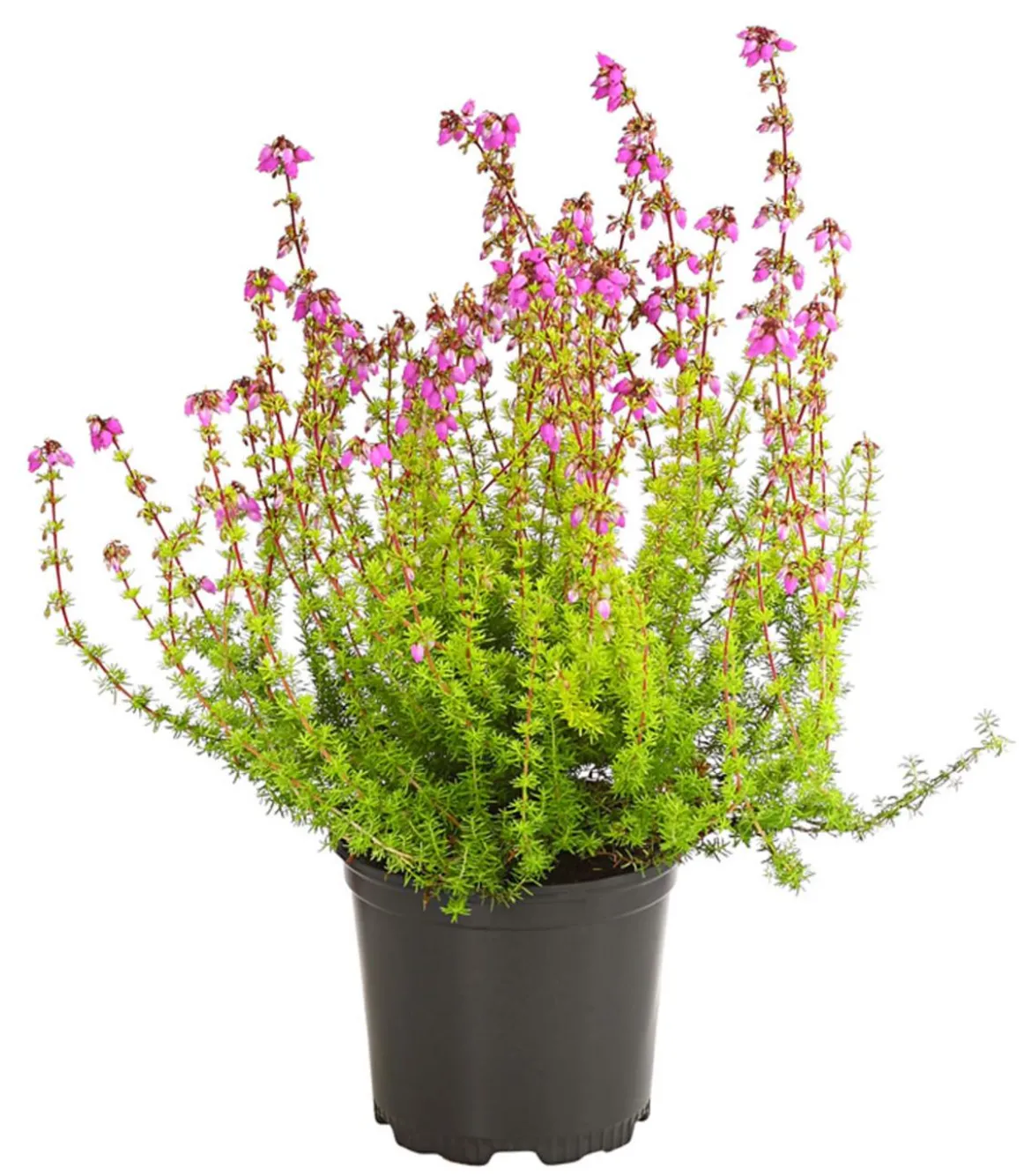 Graue Glockenheide, verschiedene Farben
