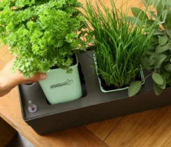 GREENBAR® Bohnenkraut