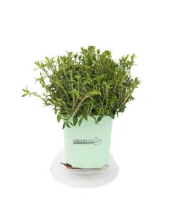 GREENBAR® Bohnenkraut