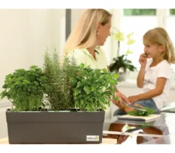 GREENBAR® Dill