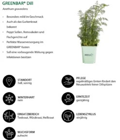 GREENBAR® Dill