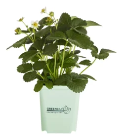 GREENBAR® Erdbeere 'Delizz'