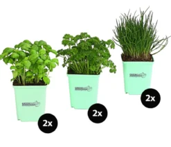 GREENBAR® Küchenkräuter-Set, 6-teilig