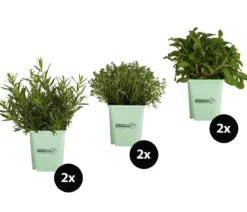 GREENBAR® Kräuter-Set Französische Küche, 6-teilig