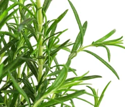 GREENBAR® Kräuter-Set Vielfalt, 9-teilig