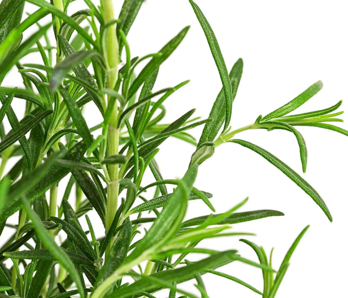 GREENBAR® Kräuter-Set Vielfalt, 9-teilig