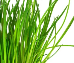 GREENBAR® Kräuter-Set Vielfalt, 9-teilig