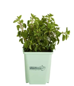 GREENBAR® Oregano
