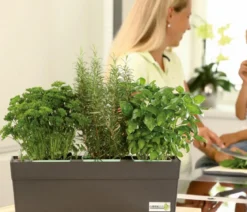 GREENBAR® Petersilie, glatt