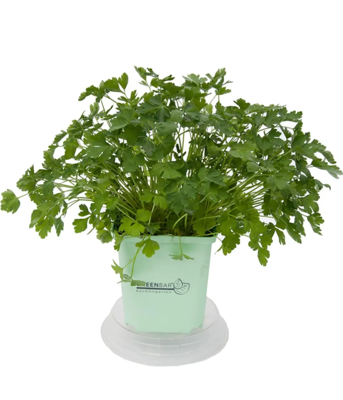 GREENBAR® Petersilie, glatt