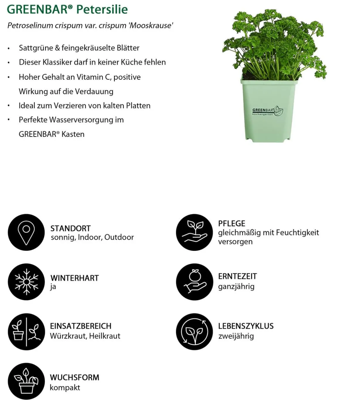 GREENBAR® Petersilie 'Mooskrause'
