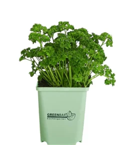 GREENBAR® Petersilie 'Mooskrause'