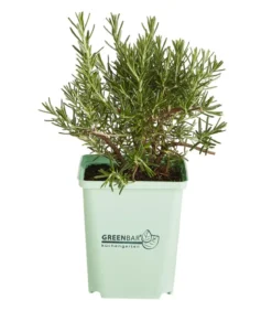 GREENBAR® Rosmarin, hängend