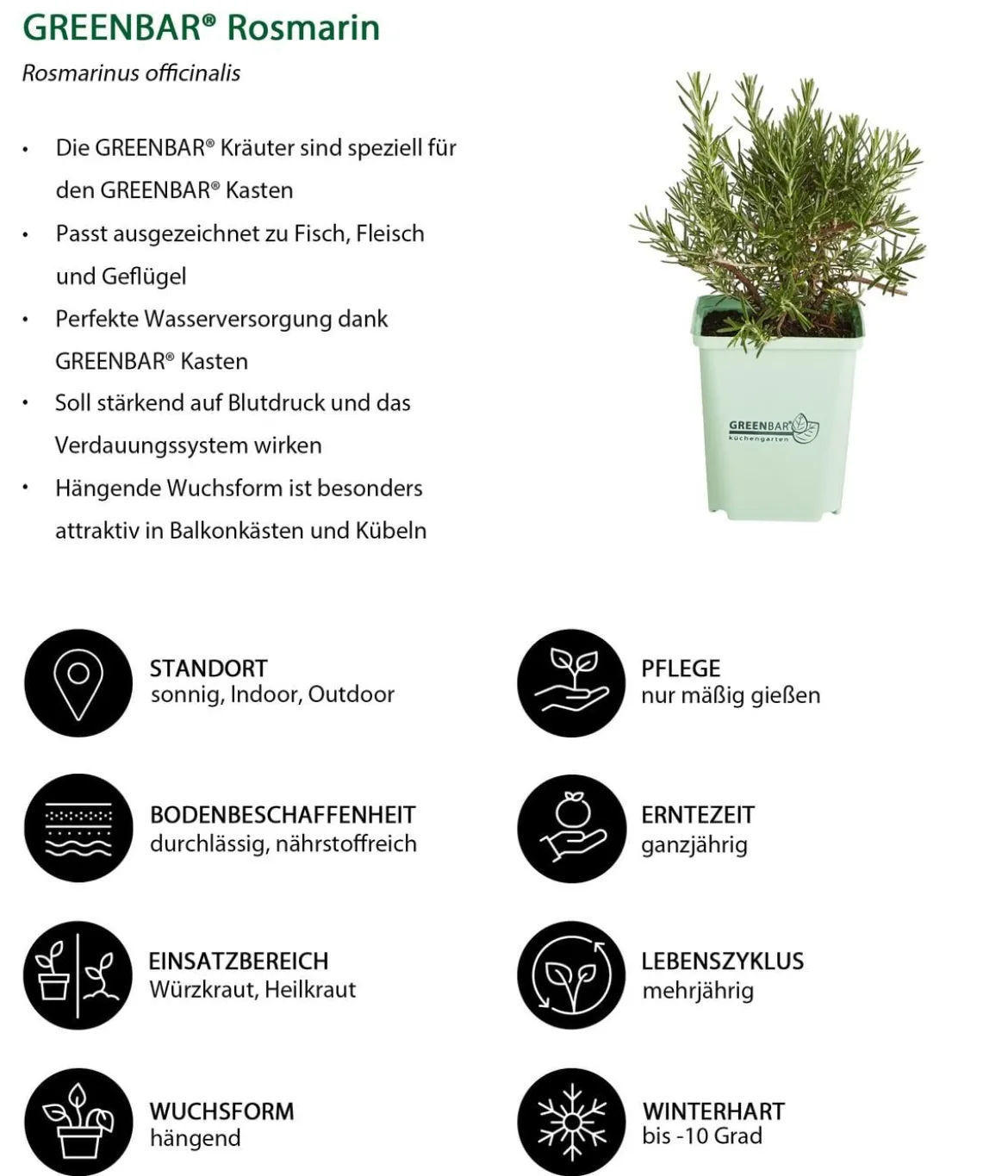GREENBAR® Rosmarin, hängend