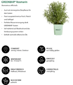GREENBAR® Rosmarin, stehend