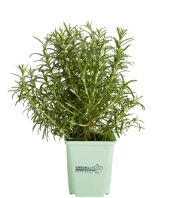 GREENBAR® Rosmarin, stehend