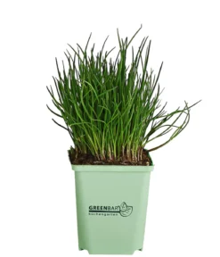 GREENBAR® Schnittlauch